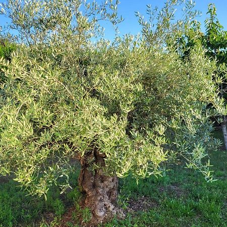 Lamaison-D'Ose Châtillon-sur-Chalaronne Exteriör bild