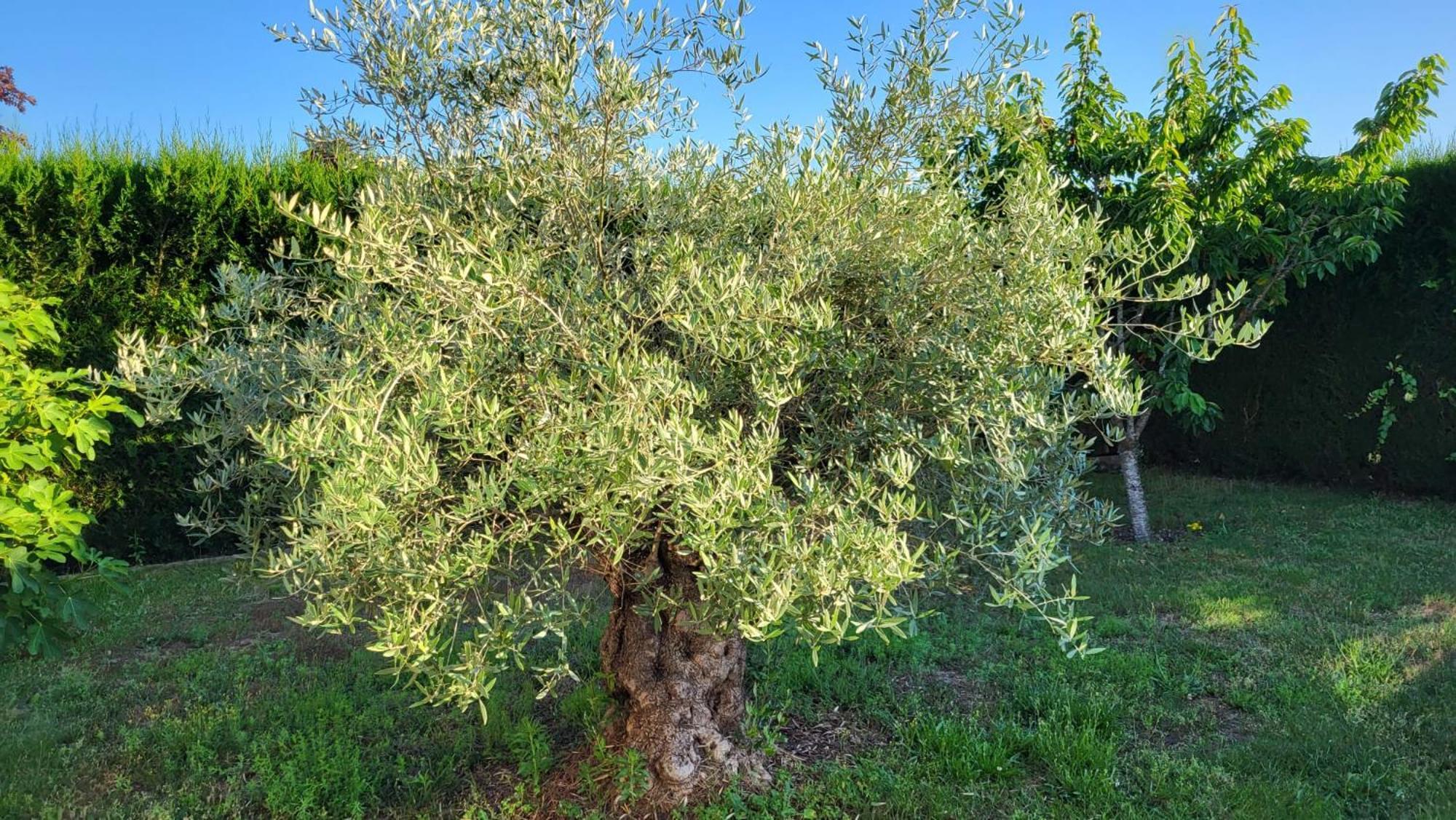 Lamaison-D'Ose Châtillon-sur-Chalaronne Exteriör bild